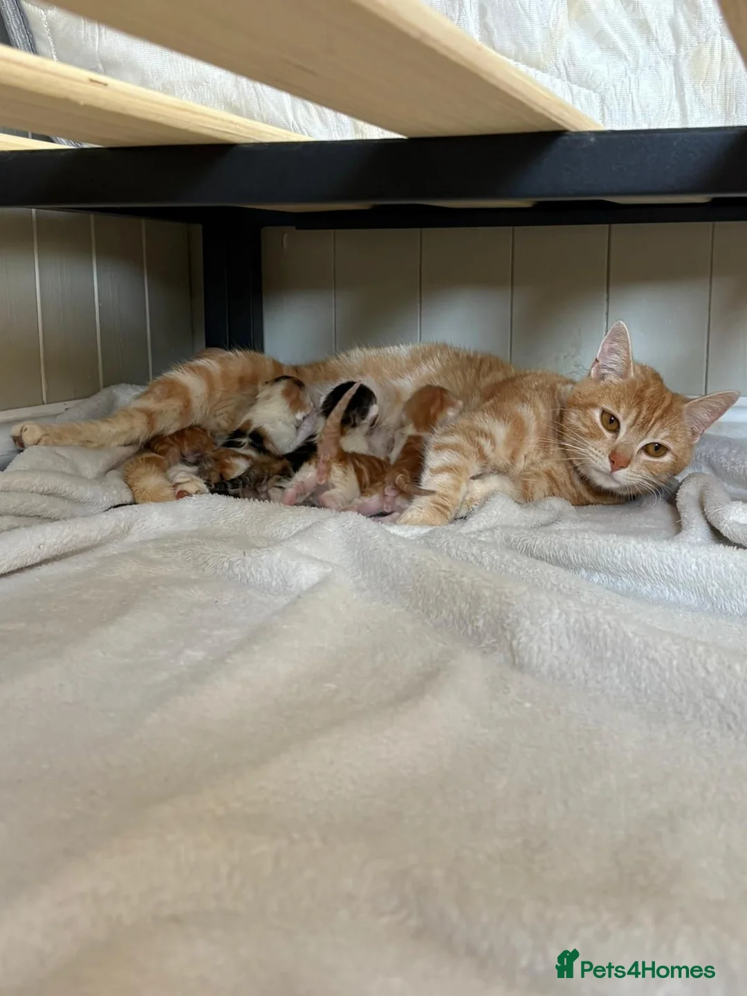 Mixed Breed cats for sale: Beautiful kittens for sale - Advert 1