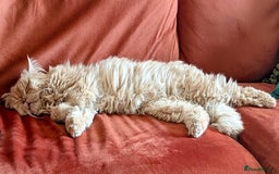 Persian cats for adoption: SIMBA TYPICAL PERSIAN BOY BEAUTIFUL MEDIUM ENERGY  - Image 6