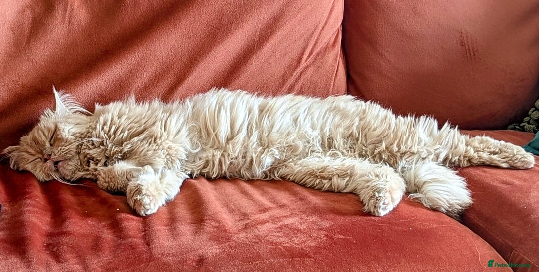 Persian cats for adoption: SIMBA TYPICAL PERSIAN BOY BEAUTIFUL MEDIUM ENERGY  - Image 6
