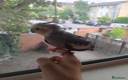 Cockatiels birds for sale: Selling 2 amazing cockatiels  - Image 13