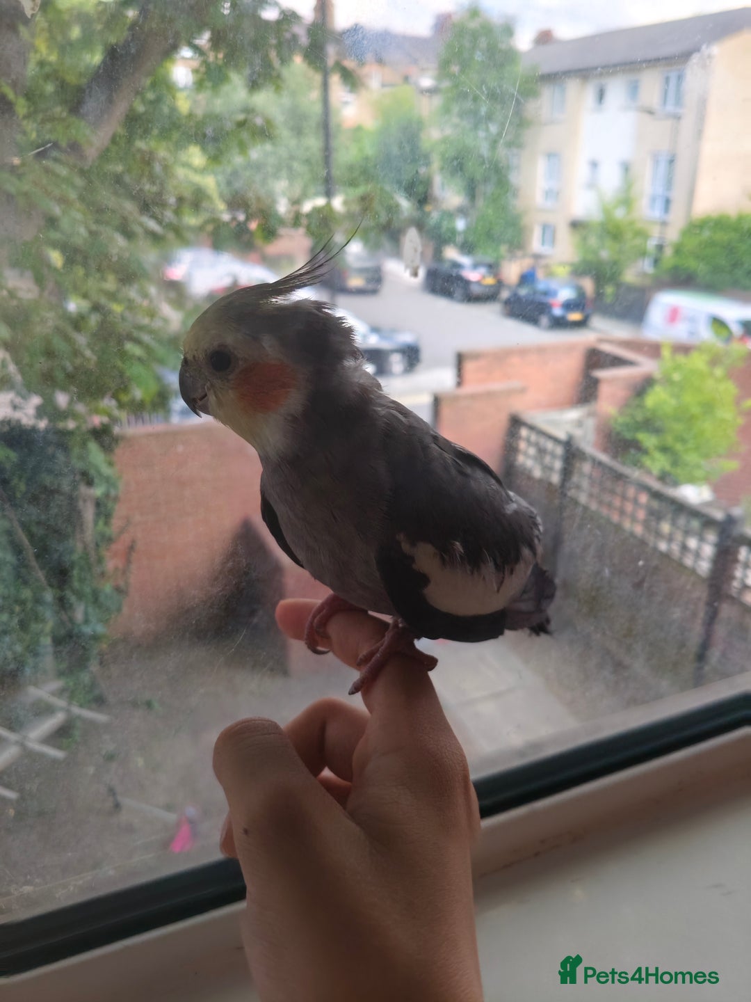 Cockatiels birds for sale: Selling 2 amazing cockatiels  - Image 13