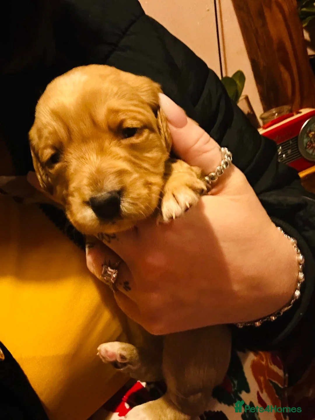 Mixed Breed dogs for sale: 9 Beautiful Puppies for sale - Advert 17