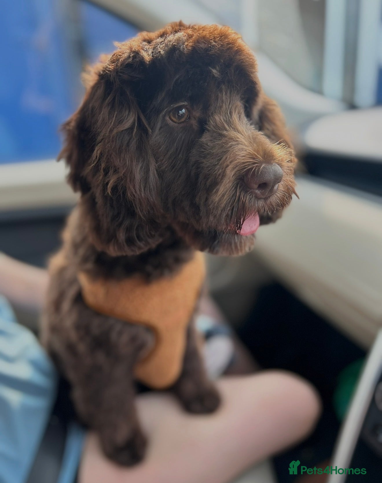 Cockapoo dogs One year old cockapoo looking for loving home  - Advert 2