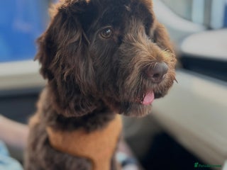 Cockapoo dogs One year old cockapoo looking for loving home - Advert 2