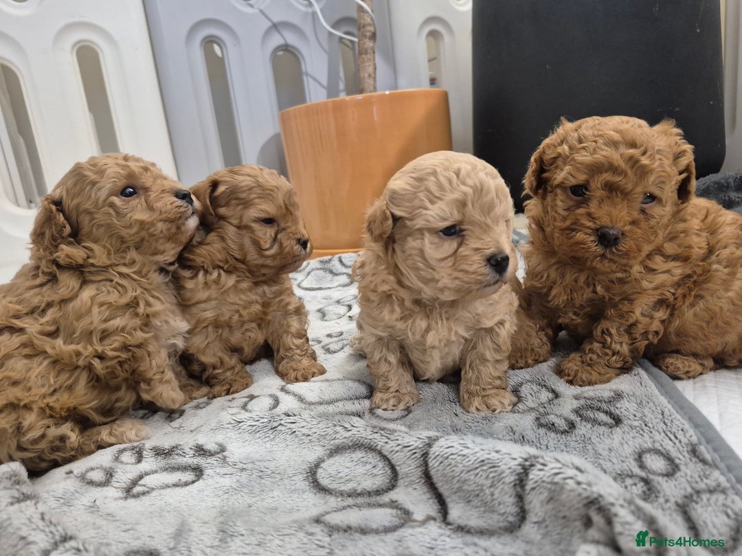Maltipoo dogs for sale: Beautiful Toy Maltipoo Puppies   - Advert 10