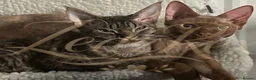 Devon Rex cats for sale: GCCF registered Devon Rex Kittens - Advert 18