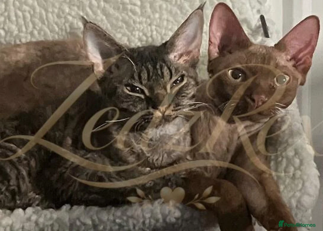 Devon Rex cats for sale: GCCF registered Devon Rex Kittens - Advert 18