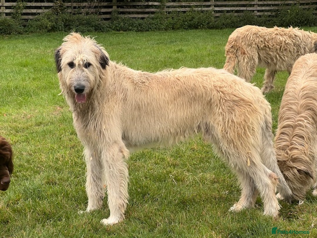 Irish Wolfhound dogs for sale: FEMALE IRISH WOLFHOUND PUPPIES FOR SALE - Image 5