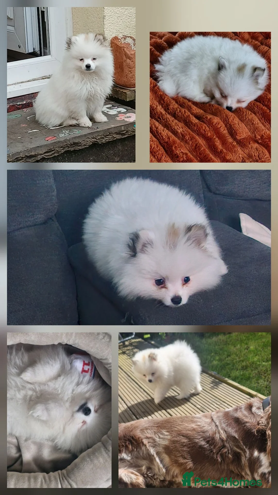 Pomeranian dogs for sale: Russian pomeranian  - Advert 2