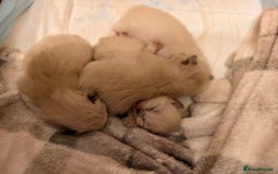 Ragdoll cats for sale: Beautiful Ragdoll Kittens Ready for Sale! - Advert 23