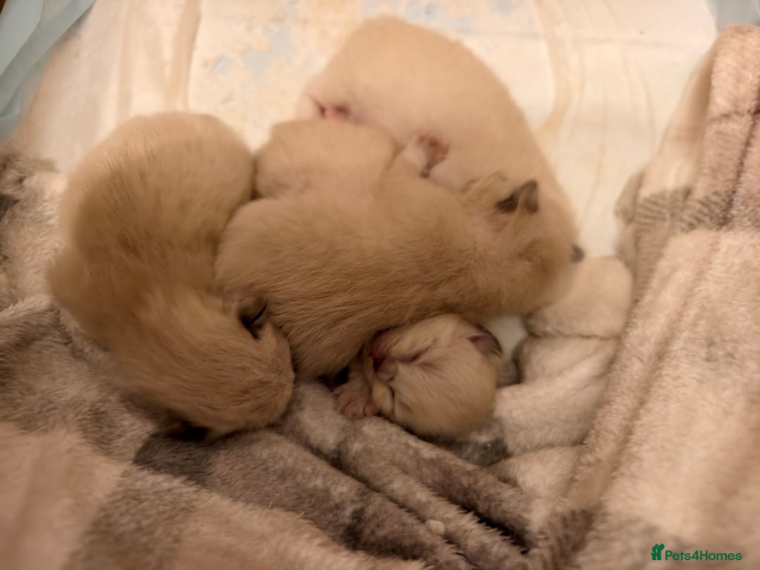 Ragdoll cats for sale: Beautiful Ragdoll Kittens Ready for Sale! - Advert 23