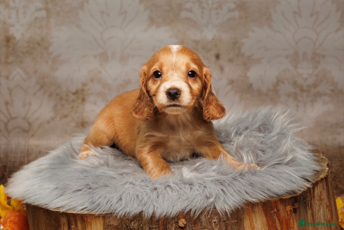 Cocker Spaniel dogs Adorable working cocker spaniels  - Advert 1