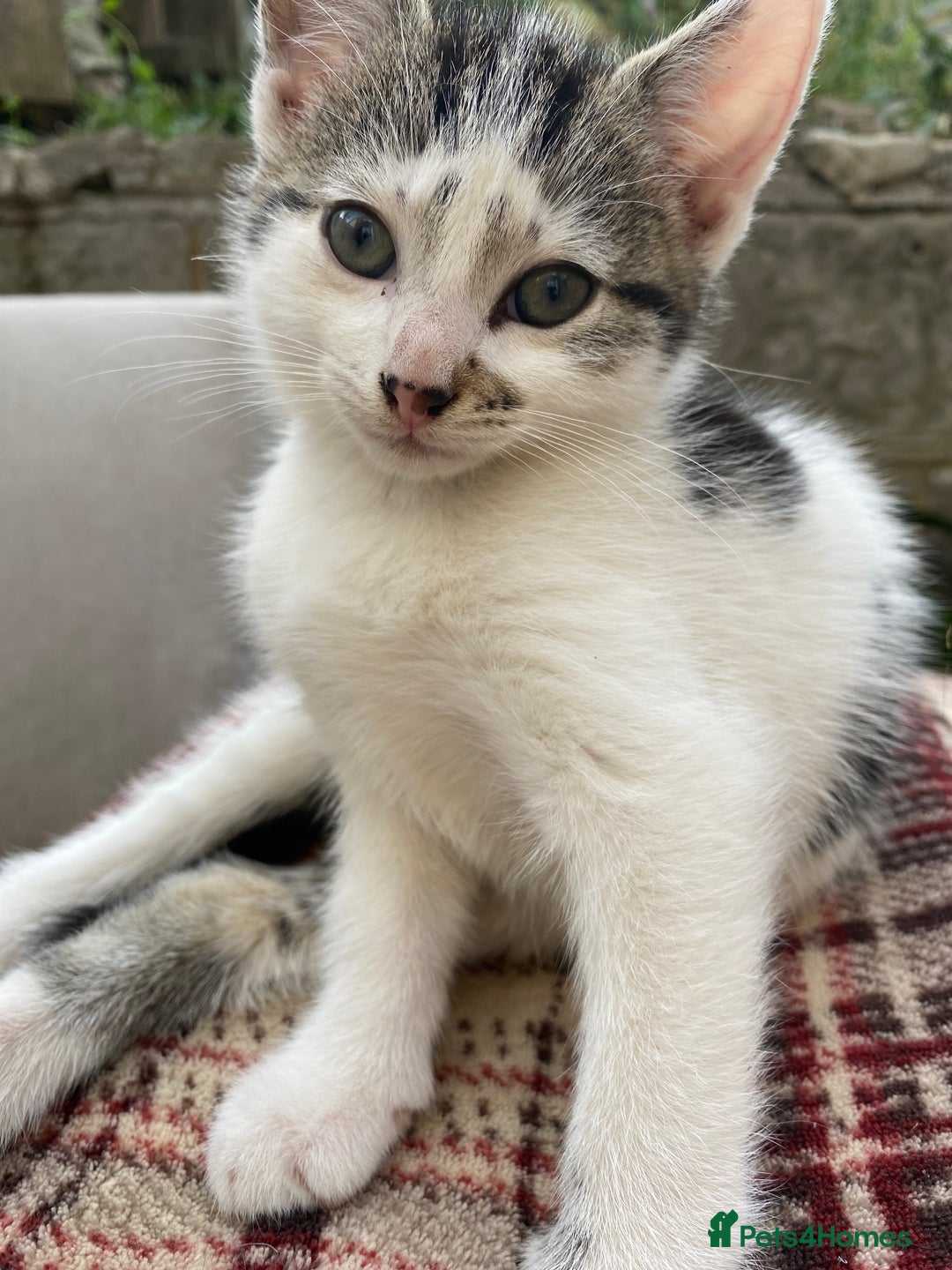 Mixed Breed cats for sale: Beautiful Kittens - Ready now in Maidstone - Image 15