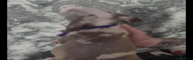 American Bulldog 1