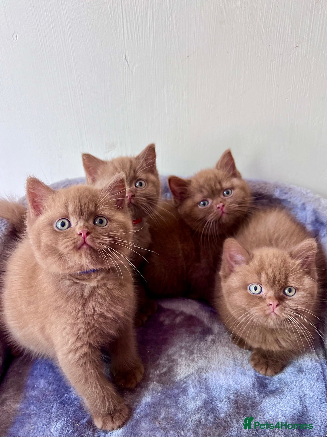 British Shorthair cats for sale: Show quality cinnamon BSH kittens - Image 4