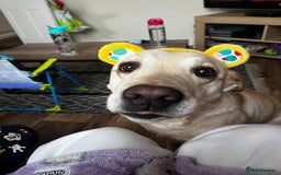 Golden Retriever dogs for sale: Golden retriever 6 years old  - Image 1