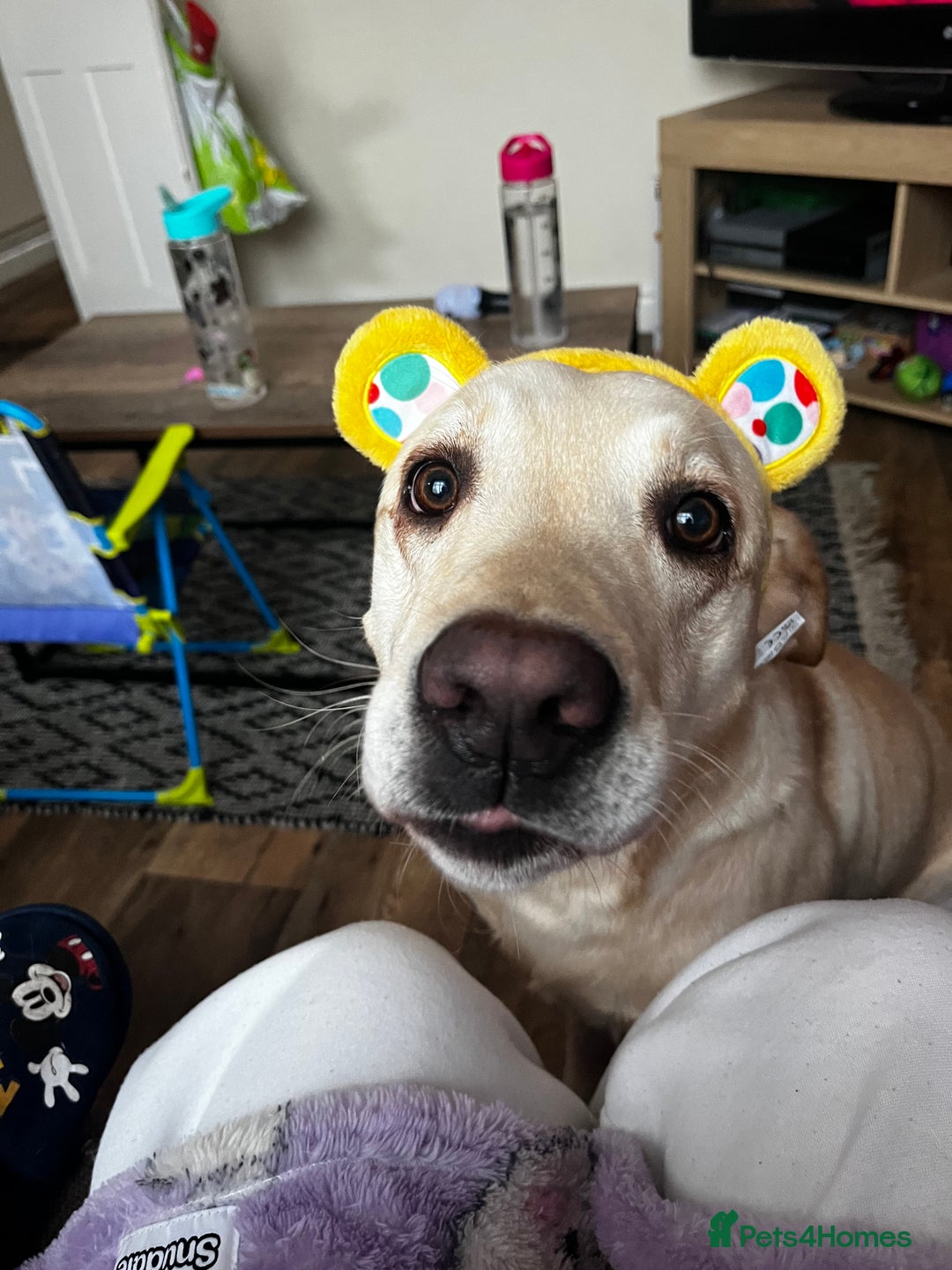 Golden Retriever dogs for sale: Golden retriever 6 years old  - Image 1