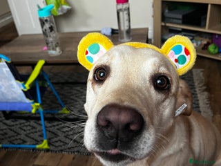 Golden Retriever dogs for sale - Advert 1