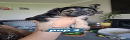 Mixed Breed dogs for sale: Beautiful black, tan and white pups - Advert 9