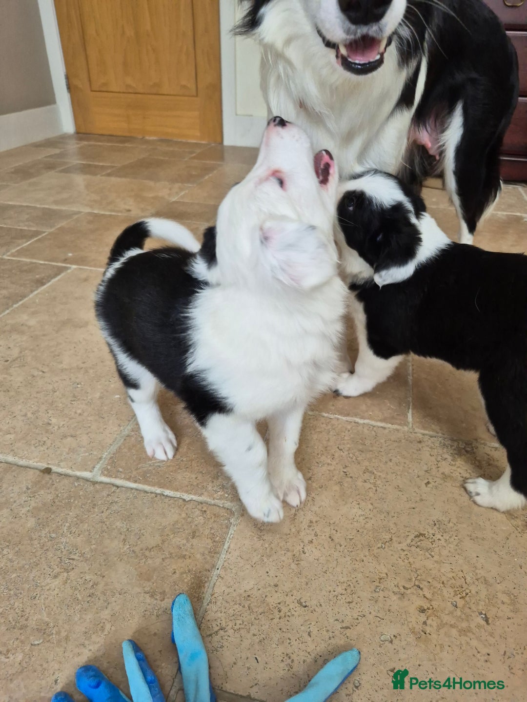 Border Collie dogs for sale: 1 Male left - Image 5