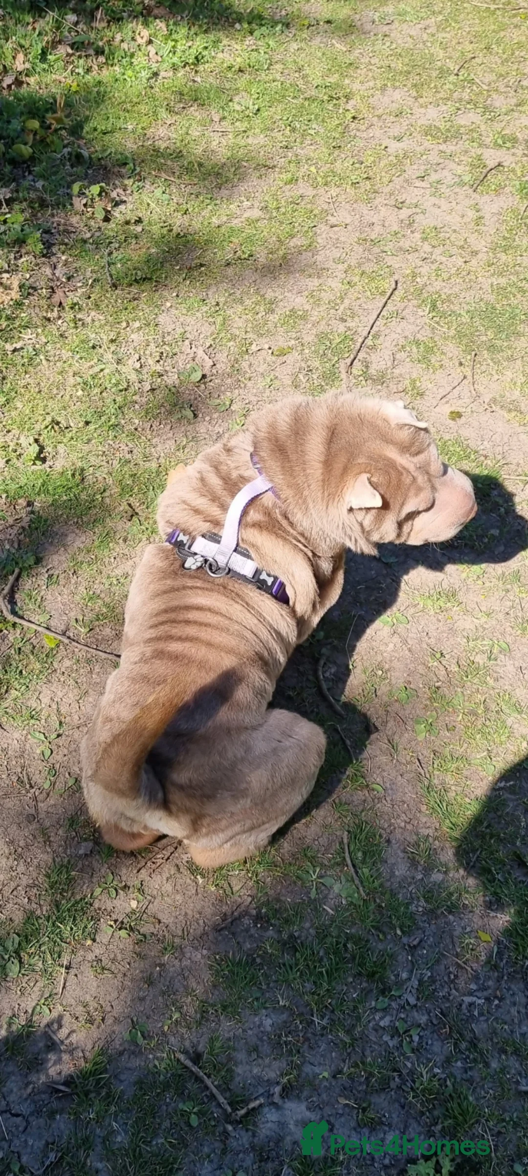 Shar Pei dogs for sale: 4yr old KC registered Shar Pei - Advert 2