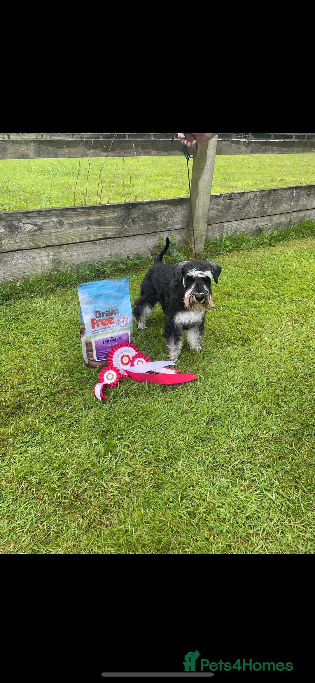 Miniature Schnauzer dogs for sale: Charming Mini Schnauzers with KC registration - Advert 25