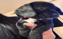 Mixed Breed dogs for sale: Dockers! Beautiful 3 girls left READY NOW  - Advert 11