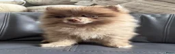Pomeranian dogs for sale: READY🏡DWKC✨DNA 100% POM!🧬HEALTH TESTED!🧬 - Advert 6