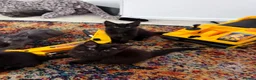 Mixed Breed cats for sale: Half Main Coon Kittens  - Advert 2