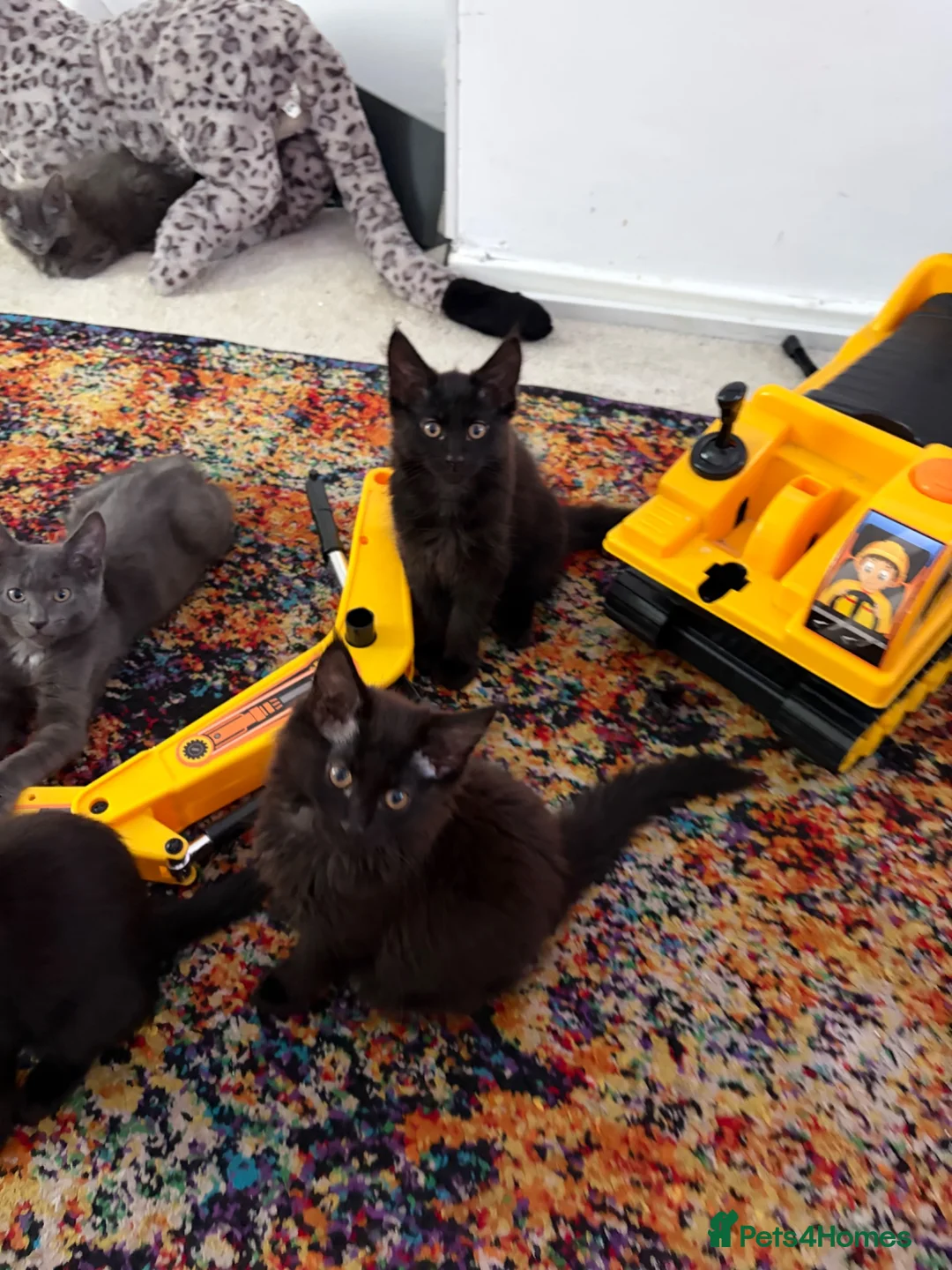 Mixed Breed cats for sale: Half Main Coon Kittens  - Advert 2
