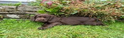 Cocker Spaniel dogs for sale: Chocolate cockerspaniel puppies for sales - Advert 5