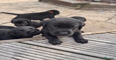 Labrador Retriever dogs - Advert 9