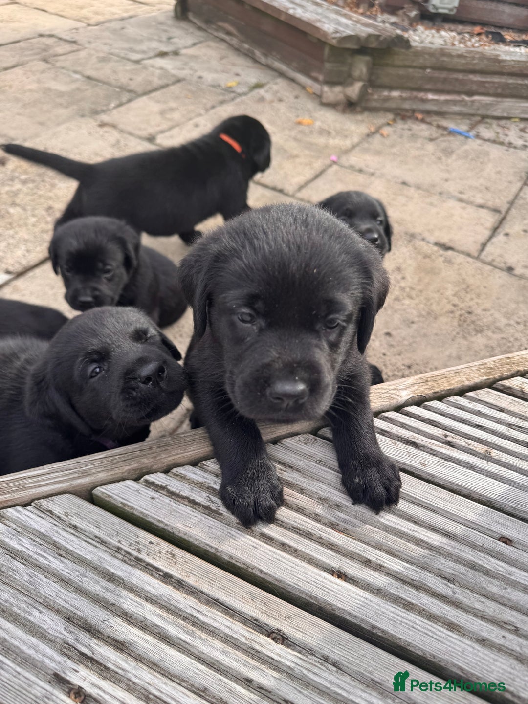 Labrador Retriever dogs for sale: Gorgeous Labrador Puppies - only 5 remaining!! - Image 3