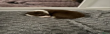 Border Collie 6