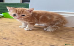 Domestic Shorthair cats for sale: Adorable Kittens Looking for Their Forever Homes - Image 2