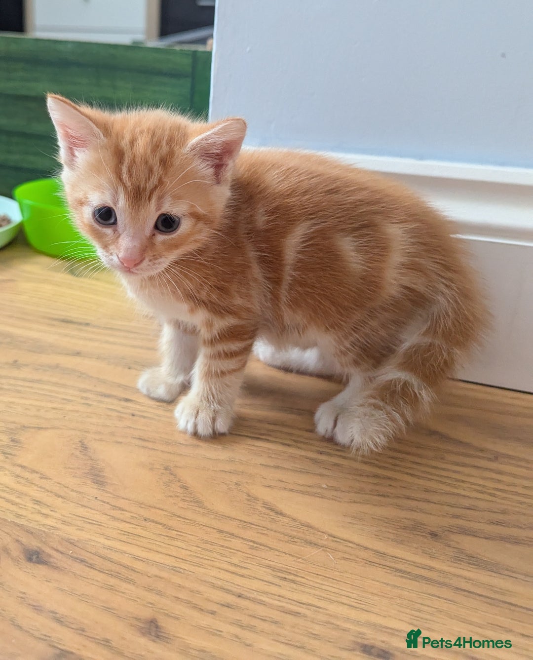Domestic Shorthair cats for sale: Adorable Kittens Looking for Their Forever Homes - Image 2