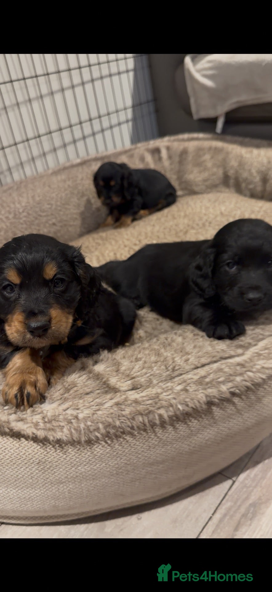 Cocker Spaniel dogs for sale: Cocker Spaniel Puppies  - Advert 2