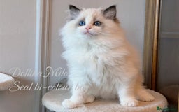 Ragdoll cats for sale: TICA Reg. Championship bloodline Ragdoll Kittens - Image 8