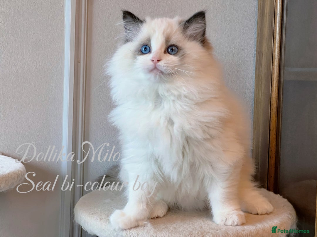 Ragdoll cats for sale: TICA Reg. Championship bloodline Ragdoll Kittens - Image 8