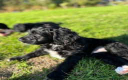 Portuguese Water Dog dogs for sale: Art Nouveau - Image 22