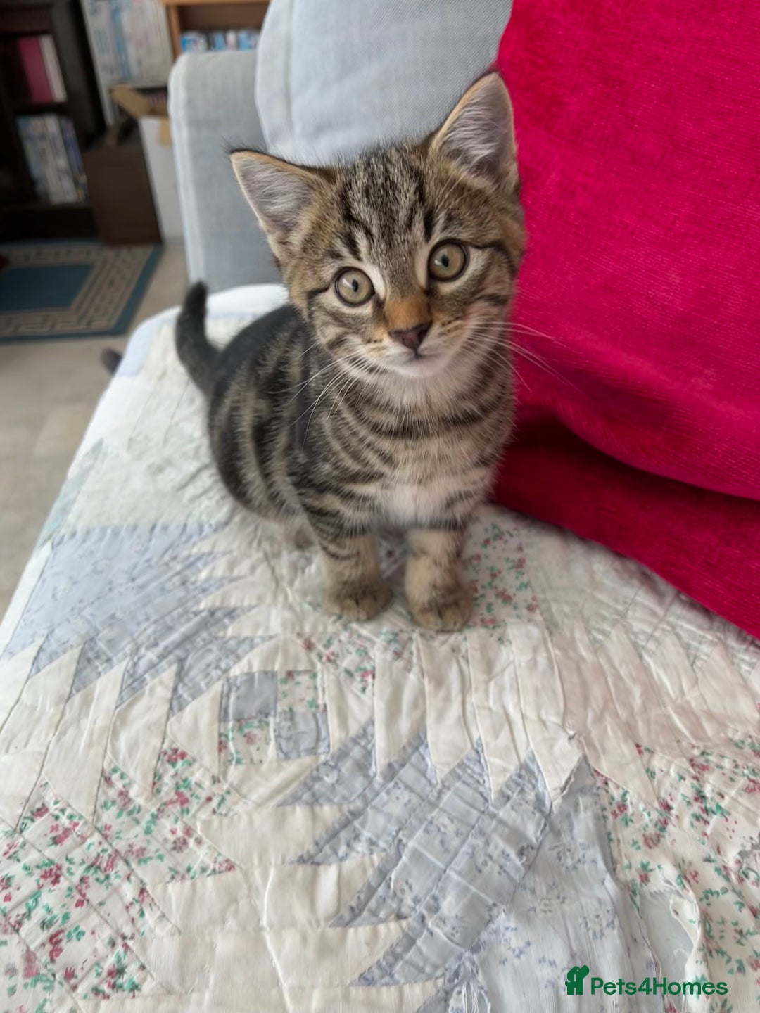 Mixed Breed cats for sale: 5 Gorgeous Tabby Kittens for sale. - Advert 2