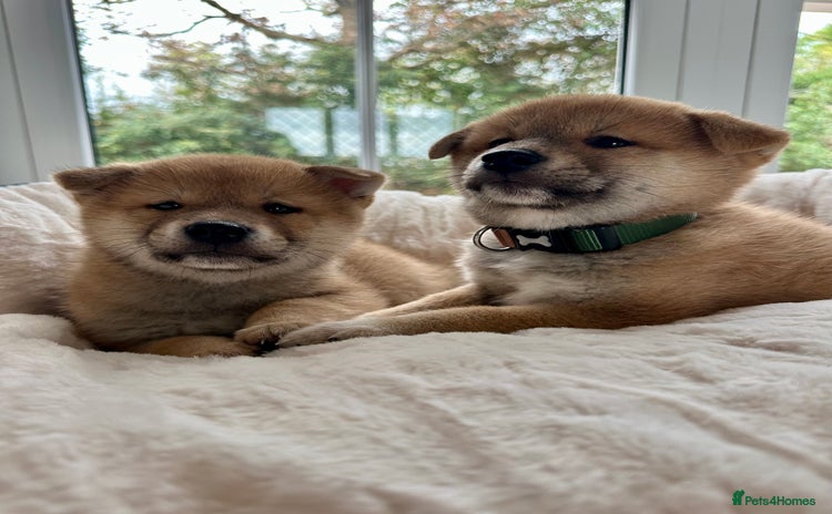 Japanese Shiba Inu dogs - Advert 13