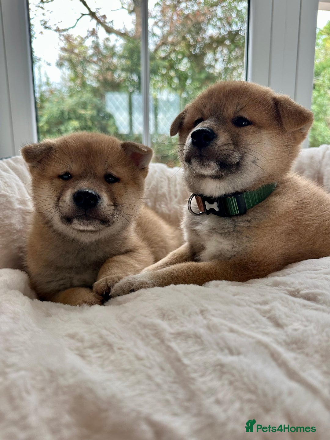 Japanese Shiba Inu dogs for sale: Japanese Shiba Inu puppies HEALTH TESTED - Advert 1