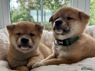 Japanese Shiba Inu dogs Japanese Shiba Inu puppies HEALTH TESTED - Advert 2