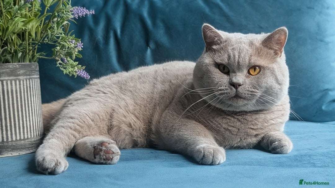British Shorthair cats for stud: GCCF CHAMPION,TICA registered  in Barnsley - Advert 9