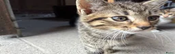 Domestic Shorthair cats for sale: 4 kittens for sale to loving home  - Advert 13