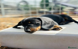 Miniature Dachshund dogs for sale: Wow what a stunning litter - Image 4