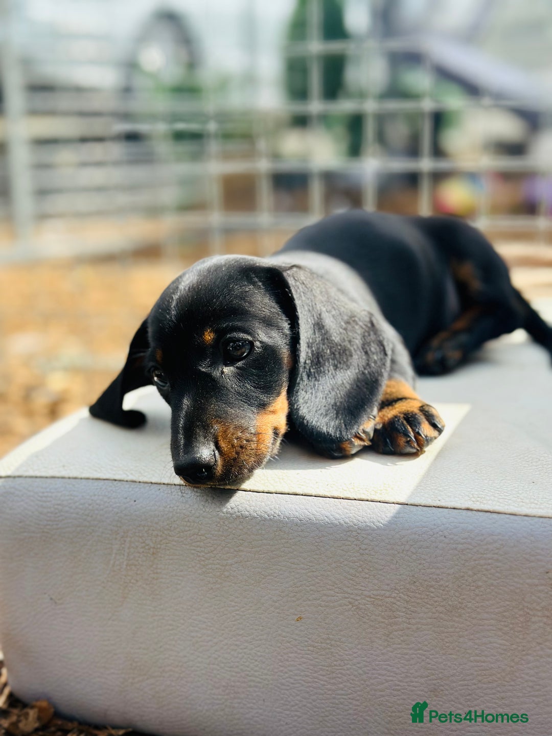 Miniature Dachshund dogs for sale: Wow what a stunning litter - Image 4