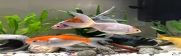 Goldfish fish for sale: 5 mixed gold fish looking for a new home in Aylesbury - Advert 4