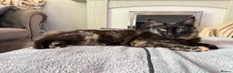 Maine Coon cats for sale:  Maine Coon Kittens Looking for Loving Homes 🐾 - Advert 15
